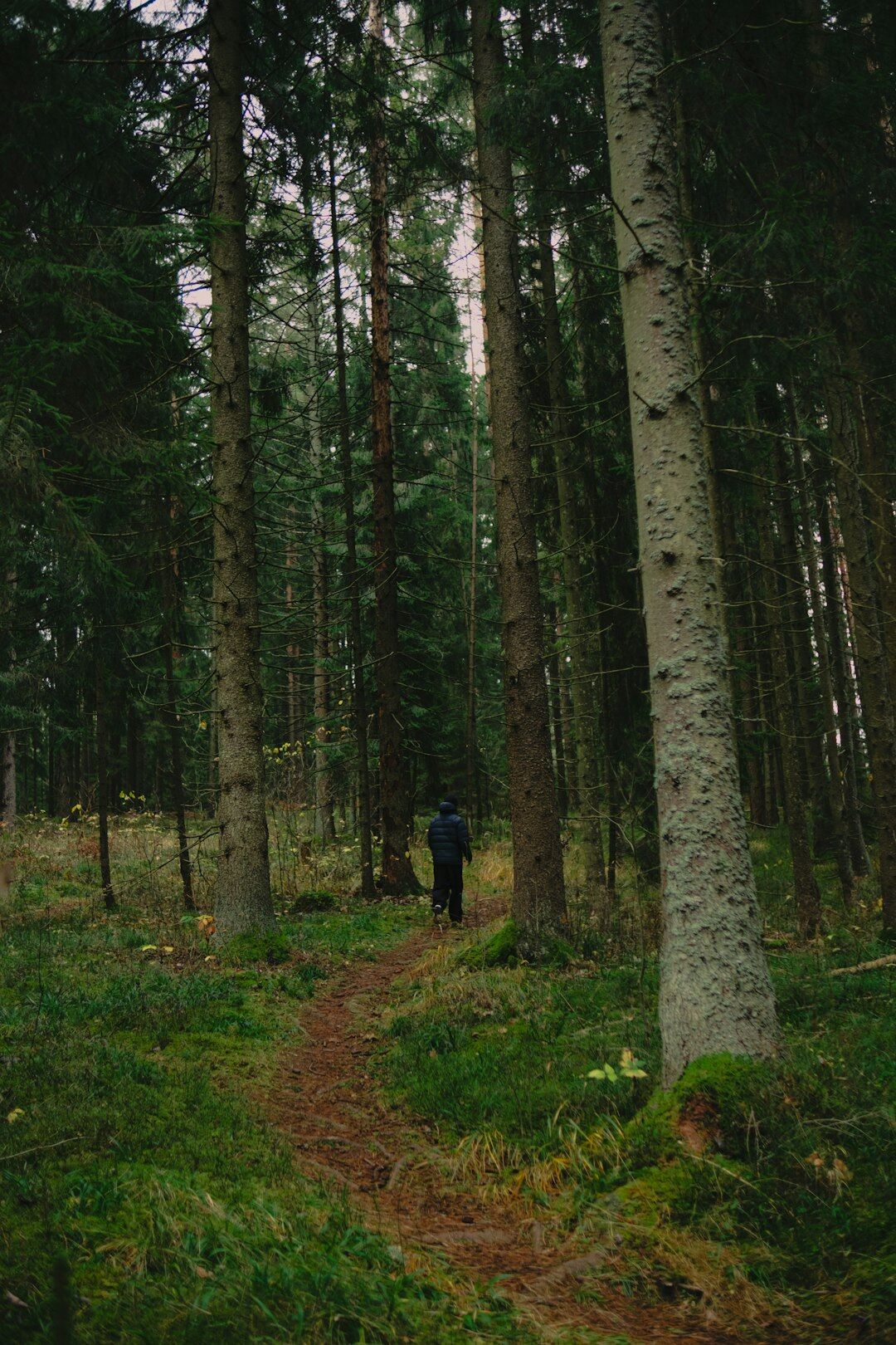 person walking in foggy forest